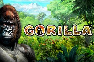 gorilla